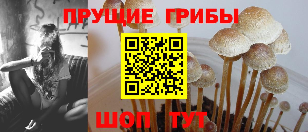Галлюциногенные грибы прущие грибы  Вход с VPN  Тимашёвск 